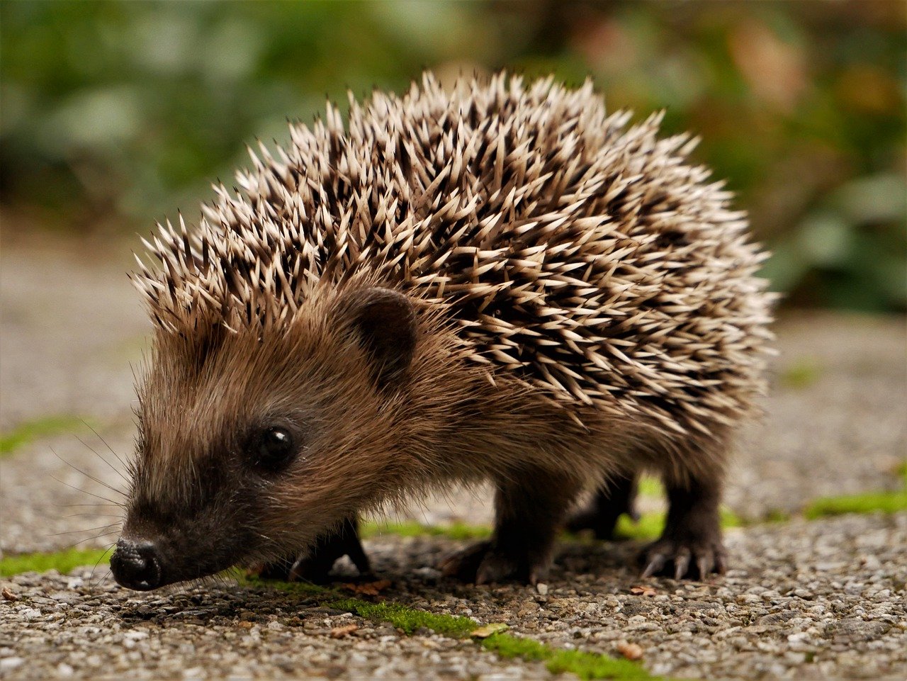 English For Life In The Uk Wildlife In The Uk St Augustines Centre 8556